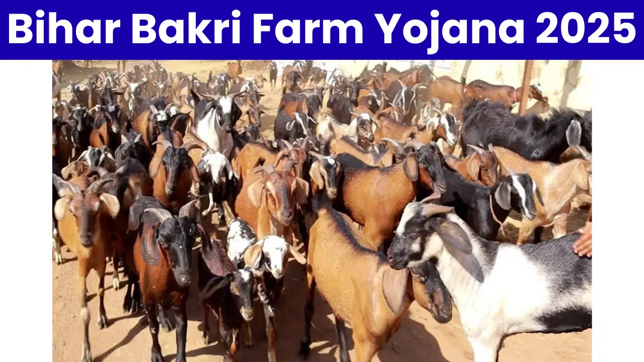 Bihar Bakri Farm Yojana 2025: