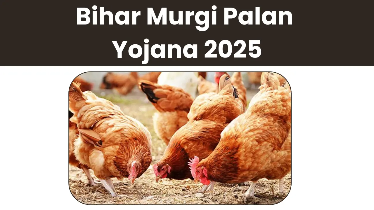 Bihar Murgi Palan Yojana 2025: बिहार राज्य सरकार दे रही है मुर्गी पालन करने का अनुदान ऑनलाइन शुरू?